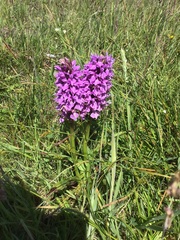 Dactylorhiza × aschersoniana