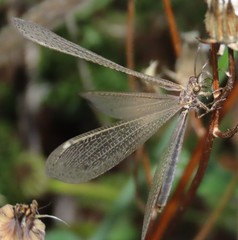 Creoleon lugdunensis
