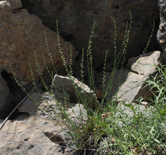 Anarrhinum forskaohlii