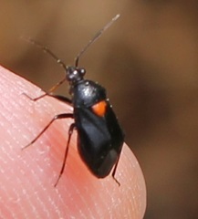 Deraeocoris ribauti