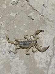 Anuroctonus phaiodactylus