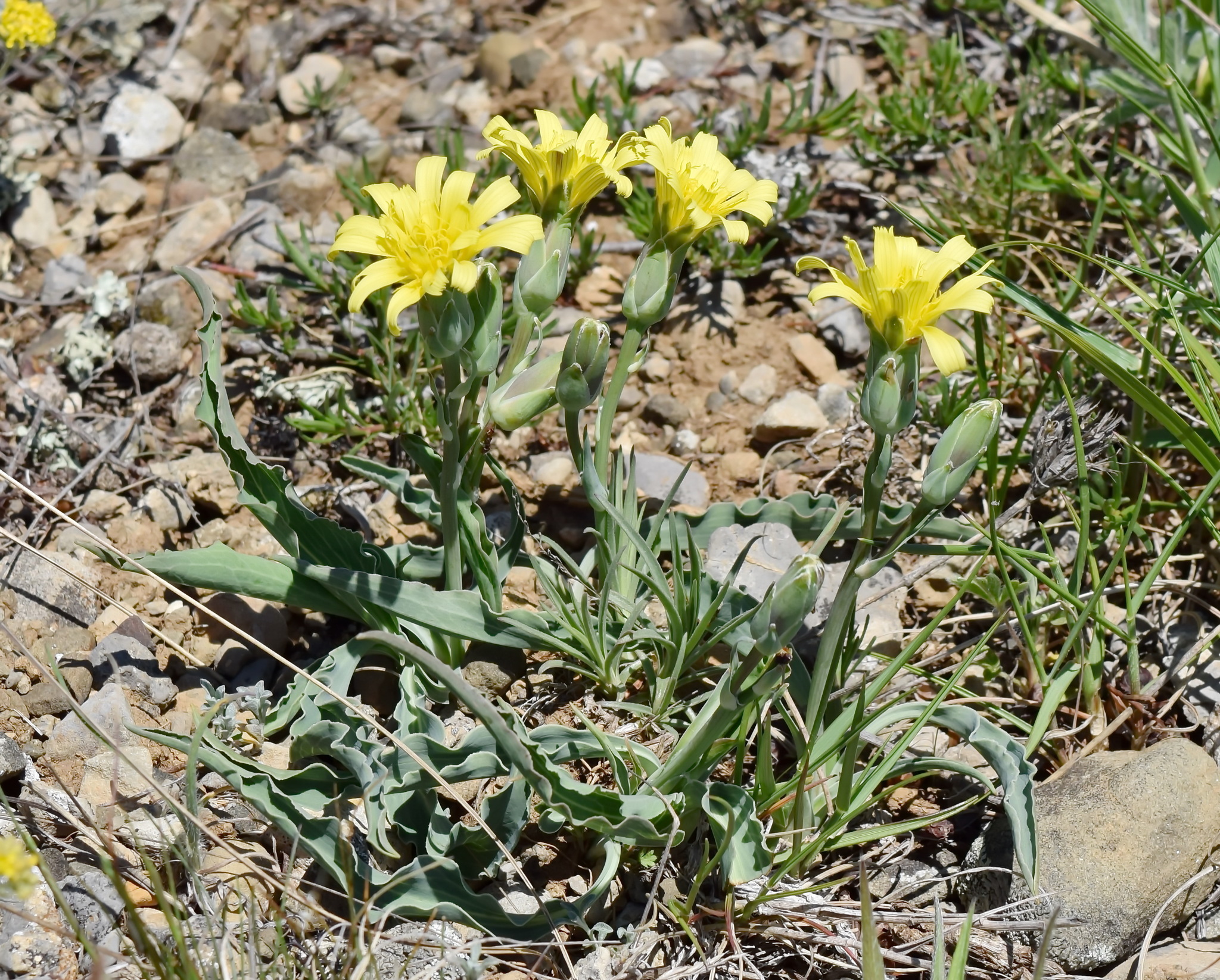 Scorzonera