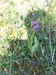 Dactylorhiza × kerneriorum