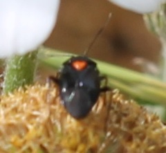 Deraeocoris ribauti