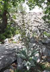 Verbascum qulebicum