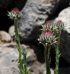 Onopordum floccosum