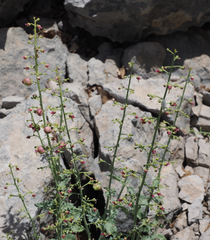 Scrophularia libanotica