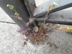 Sonchus