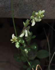 Callipeltis cucullaris