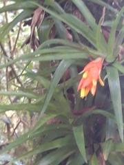 Image of Guzmania angustifolia