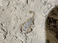 Anuroctonus phaiodactylus