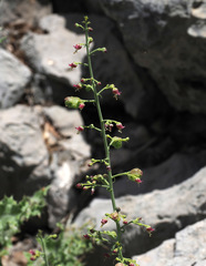 Scrophularia libanotica