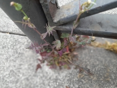 Sonchus