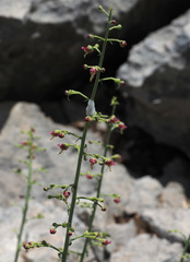 Scrophularia libanotica