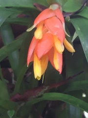 Guzmania angustifolia