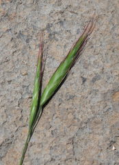 Bromus danthoniae