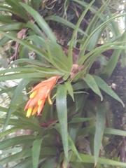Guzmania angustifolia