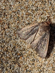 Parabagrotis