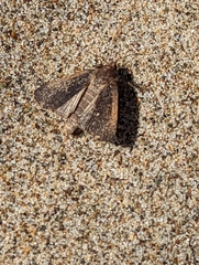 Parabagrotis