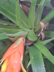 Guzmania angustifolia