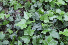 Hedera caucasigena