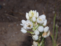 Ornithogalum arabicum