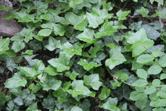 Hedera caucasigena