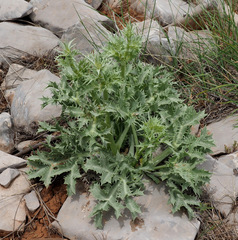 Eryngium billardieri