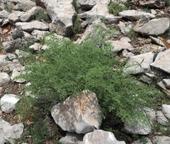 Ferulago trachycarpa