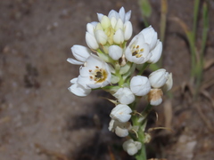 Ornithogalum arabicum