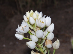 Ornithogalum arabicum