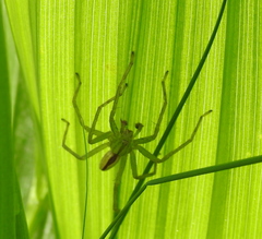 Micrommata virescens
