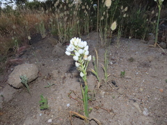 Ornithogalum arabicum