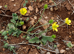 Ranunculus neocuneatus