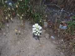 Ornithogalum arabicum