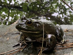 Lithobates catesbeianus