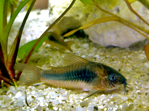 Corydoras zygatus photo