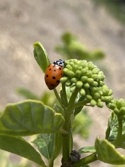 Hippodamia convergens