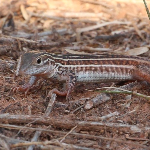 Common Spotted Whiptail