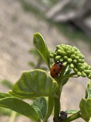 Hippodamia convergens