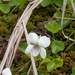 Northern White Violet - Photo (c) Benoit Renaud, some rights reserved (CC BY), uploaded by Benoit Renaud