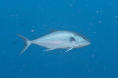 Seriola rivoliana