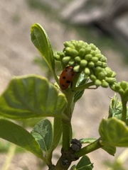 Hippodamia convergens