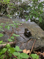 Lithobates catesbeianus
