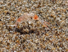 Scinidae