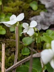 Viola minuscula