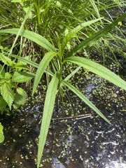Lysimachia thyrsiflora