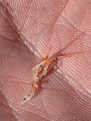 Scinidae