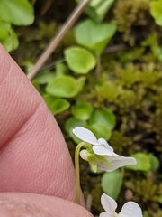 Viola minuscula