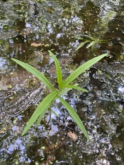 Lysimachia thyrsiflora
